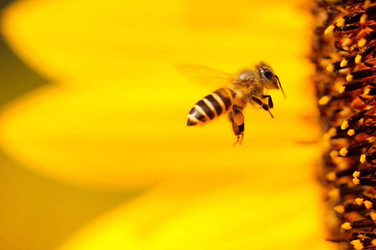 Photo of bee